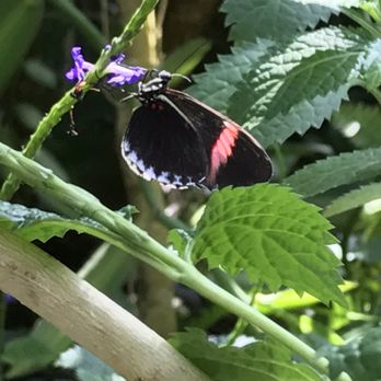 Butterfly Pavilion - Museums Near Me - Westminster, Colorado Butterfly Pavilion - Museums Near Me - Westminster, Colorado