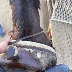 LA Horse Rentals