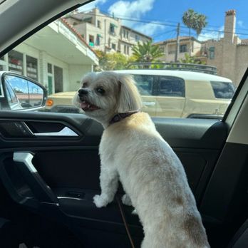 Salty Dogs Pet Styling - Pet Groomers Near Me - San Clemente, California