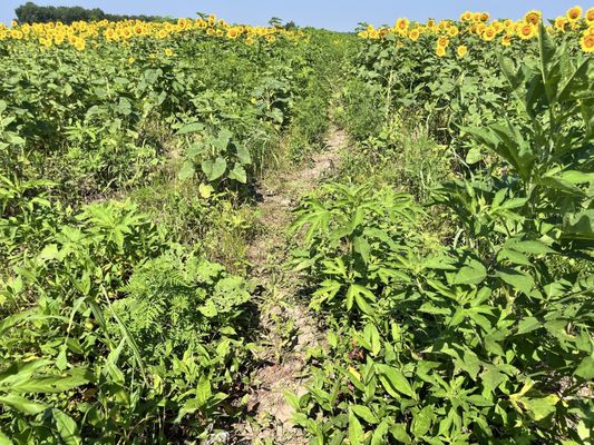 Columbia Bottom Conservation Area by null