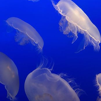 Monterey Bay Aquarium - Moon jellies - Aquariums Near Me - Monterey, California Monterey Bay Aquarium - Moon jellies - Aquariums Near Me - Monterey, California