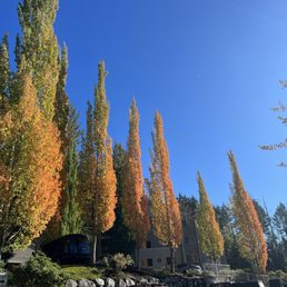 Tons of gorgeous trees. The maples turn colors in fall.