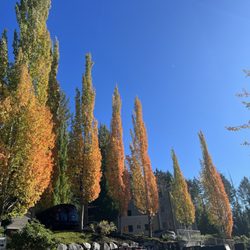 Ivorywood Apartments - Tons of gorgeous trees. The maples turn colors in fall.