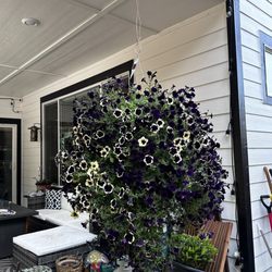 G E & B Nursery - Hanging basket