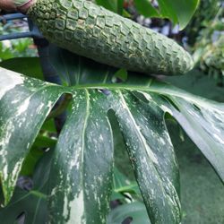 VG8 - Monstera Fruit