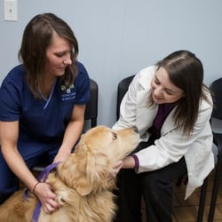 Animal Clinic at New Lenox