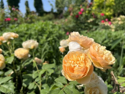 Tulsa Botanic Garden by null