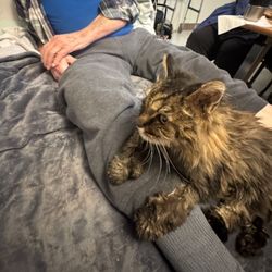 Pet visit