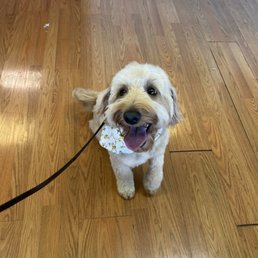 Had a great experience with Top Dog Grooming! Great price for great work, will definitely be bringing Gouda back. Had a great experience with Top Dog Grooming! Great price for great work, will definitely be bringing Gouda back.