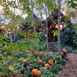 Dalston Eastern Curve Garden - The garden and sitting houses all decked out for fall.