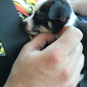 K9 Kabin - Sweet baby chihuahua we just took home yesterday! Welcome home little Butters! - Pet Breeders Near Me - St Robert, Missouri