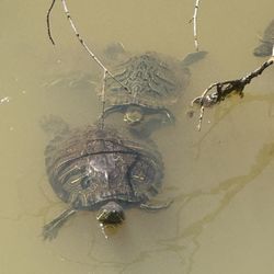 Foxhill Recreation Center - Turtles