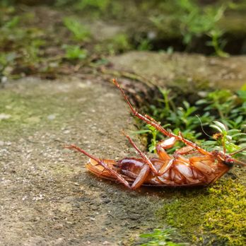 Rampart Pest Solutions - Pest Control Near Me Rampart Pest Solutions - Pest Control Near Me