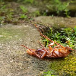 Rampart Pest Solutions
