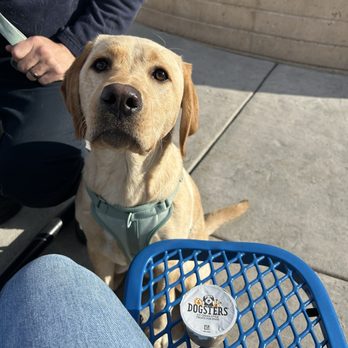 Handel’s Homemade Ice Cream - Paisley with her Dogster treat - Ice Cream & Frozen Yogurt Near Me - Reno, Nevada