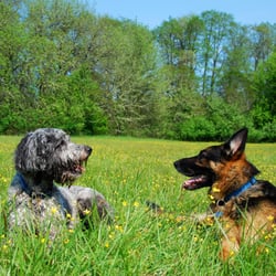 Wag