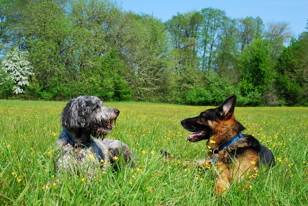 WAG Pet Sitting Corvallis, OR Phone Number Yelp