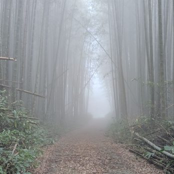 Supera Tours - Forest road in Alishan Mountains. - Historical Tours Near Me - South El Monte, California Supera Tours - Forest road in Alishan Mountains. - Historical Tours Near Me - South El Monte, California