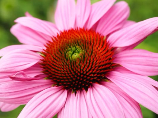 Okanagan Lavender & Herb Farm by null