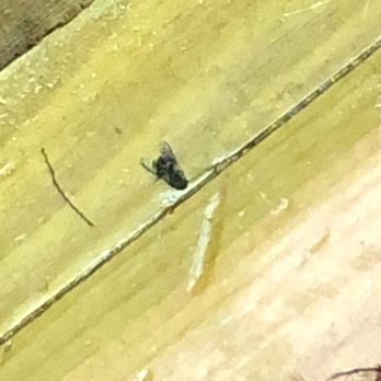 Arrigoni Winery - This dead fly fell from the sky, hit me in the head, then landed on the floor. I guess it's slightly better than bird poop. - Wineries Near Me - Portland, Connecticut