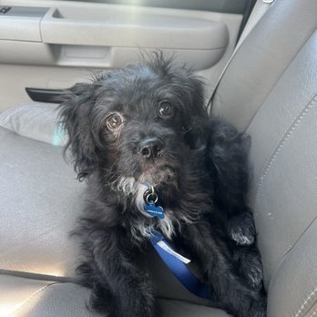 PetSmart - Pet Stores Near Me - Clovis, California PetSmart - Pet Stores Near Me - Clovis, California