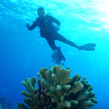 Undersea Expeditions - Kona diver and coral - Scuba Diving Near Me - Honolulu, Hawaii Undersea Expeditions - Kona diver and coral - Scuba Diving Near Me - Honolulu, Hawaii