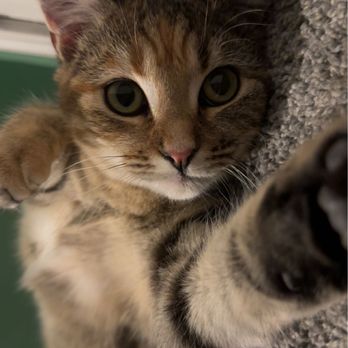Second Hand Siamese 2 Rescue - Carmella - Pet Adoption Near Me