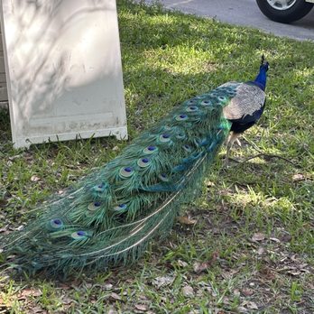 Flamingo Gardens - Botanical Gardens Near Me - Davie, Florida