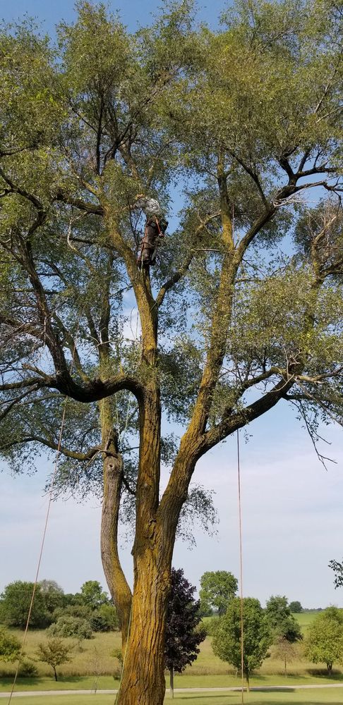 SHR Tree - tree service in Grass Lake, MI