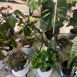 Stargazer Blossoms and Custom Gifts