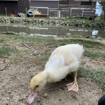 Greenview Park & Zoo - Duck - Zoos Near Me - Morpeth, Ontario
