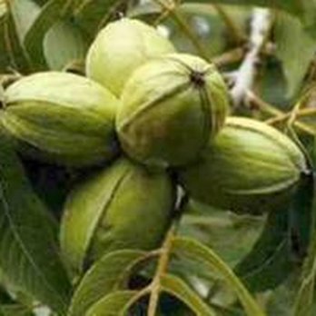 Merritt Pecan - untitled - Specialty Food Near Me - Weston, Georgia Merritt Pecan - untitled - Specialty Food Near Me - Weston, Georgia