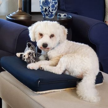 Bichon FurKids Rescue - Buddy and his toy - Animal Shelters Near Me - Carlsbad, California Bichon FurKids Rescue - Buddy and his toy - Animal Shelters Near Me - Carlsbad, California