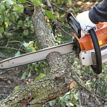 Golds Tree Service - Tree Services Near Me - Bryan, Texas Golds Tree Service - Tree Services Near Me - Bryan, Texas