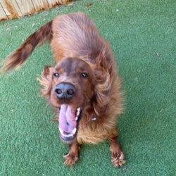 Little's Playhouse - Happy boi.