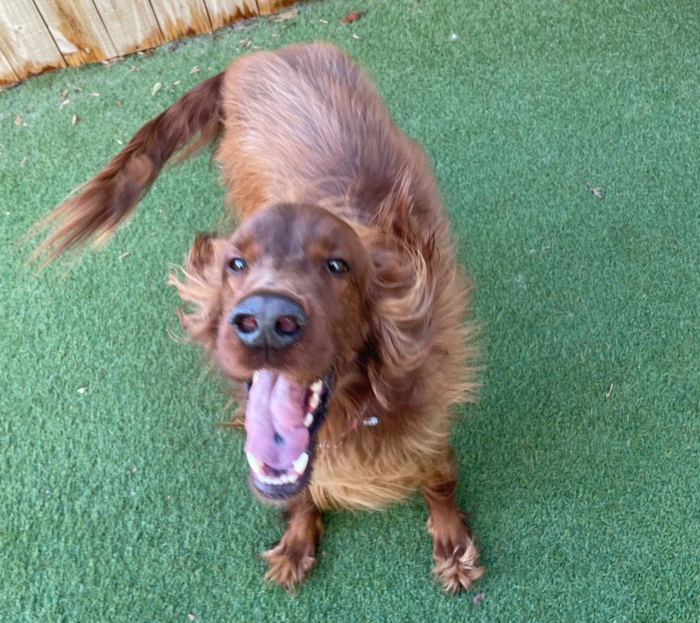 Little's Playhouse - pet boarding facility in Marietta, GA