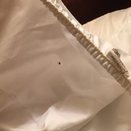 Bug Bug