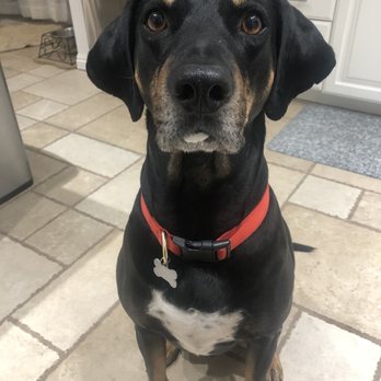 Swig - Pup with a whip cream stash - Desserts Near Me - South Jordan, Utah Swig - Pup with a whip cream stash - Desserts Near Me - South Jordan, Utah