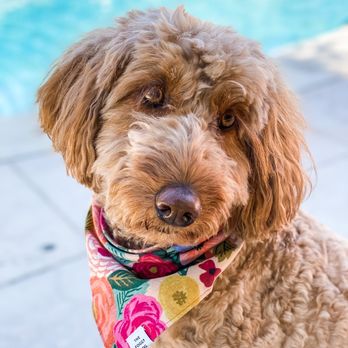 ShamPooches - Freshly groomed dog - Pet Groomers Near Me - San Ramon, California ShamPooches - Freshly groomed dog - Pet Groomers Near Me - San Ramon, California