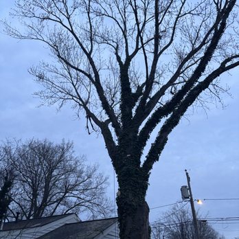 Koschel’s Tree Care - Tree Services Near Me Koschel’s Tree Care - Tree Services Near Me