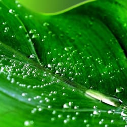 Green Lotus Wellness