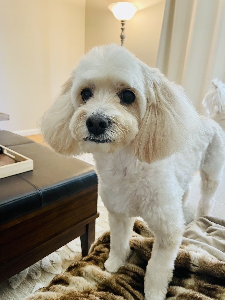 FUR SURE MOBILE PET GROOMING Updated June 2024 14 Photos & 19