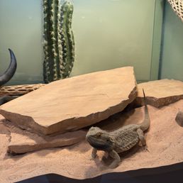 Lizard Lizard