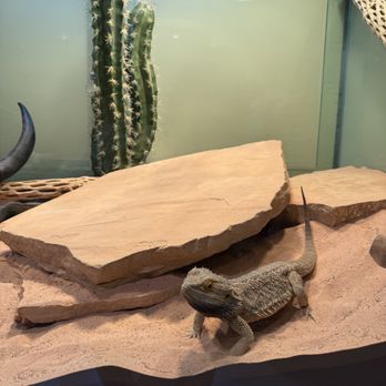 Sea Life Aquarium - Lizard - Aquariums Near Me - Carlsbad, California Sea Life Aquarium - Lizard - Aquariums Near Me - Carlsbad, California