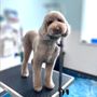 Photo of Olive & Company Pet Spa and Retreat