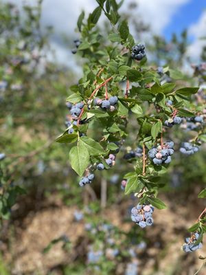 Blue Barn Cidery by null