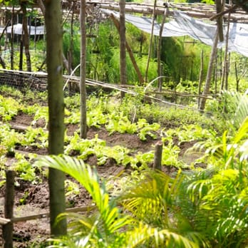 Qi Palawan - Organic Garden where they get all their produce from - Hotels Near Me - El Nido, PLW