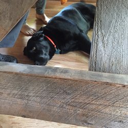 White House Landing - Trapper layin under the dinner tables