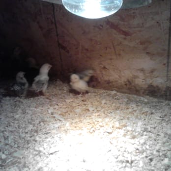 Chickens Galore - Pet Stores Near Me - Norco, California Chickens Galore - Pet Stores Near Me - Norco, California