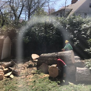 Lopez Tree Services - Cutting down tree - Tree Services Near Me - Alexandria, Virginia Lopez Tree Services - Cutting down tree - Tree Services Near Me - Alexandria, Virginia